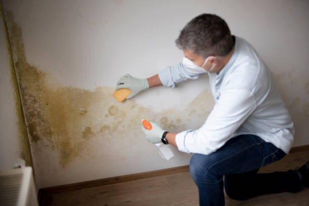 Best Basement Mold Removal  in Ewa Beach, HI