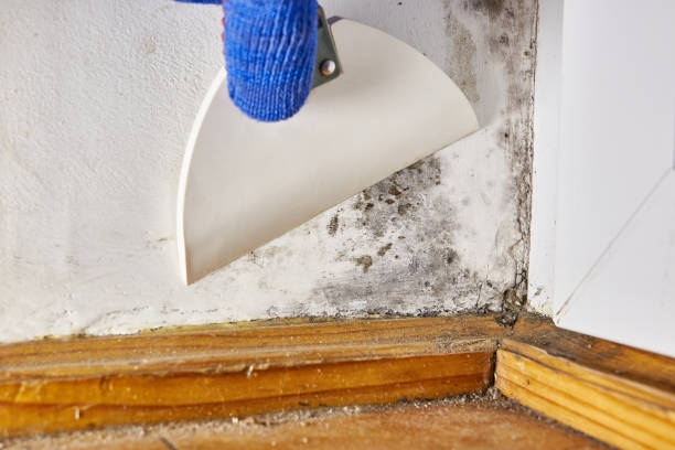 Best Crawl Space Mold Remediation  in Ewa Beach, HI